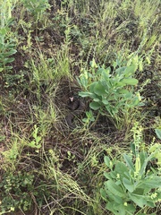 Agkistrodon piscivorus