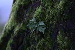 Polypodium