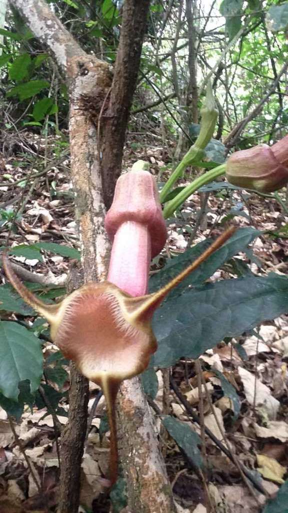 Aristolochia triactina