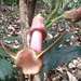 Aristolochia triactina - Photo (c) sverre90, μερικά δικαιώματα διατηρούνται (CC BY-NC), uploaded by sverre90
