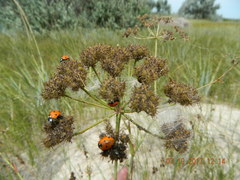 Astrodaucus littoralis