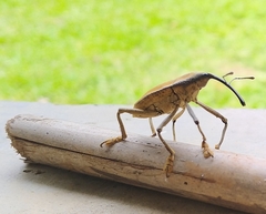 Rhinastus latisternus