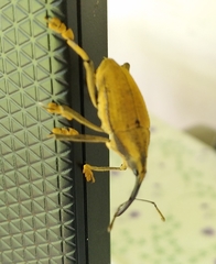 Rhinastus latisternus