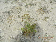 Astrodaucus littoralis