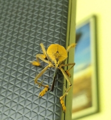 Rhinastus latisternus