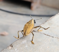 Rhinastus latisternus