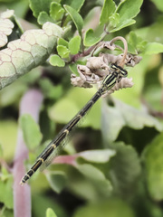 Enallagma carunculatum