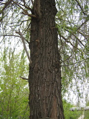 Salix alba