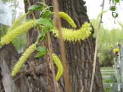 Salix alba