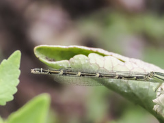 Enallagma carunculatum