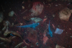 Favonigobius exquisitus