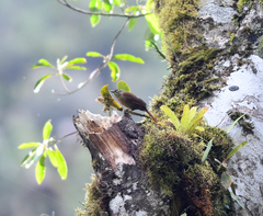 Anabacerthia striaticollis