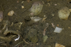 Favonigobius exquisitus