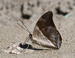 Archaeoprepona chromus