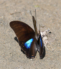 Archaeoprepona chromus