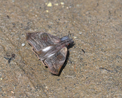Theagenes albiplaga
