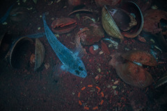 Favonigobius exquisitus