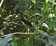 Arremon atricapillus