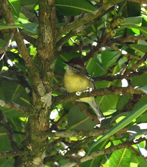 Herpsilochmus axillaris