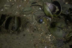 Favonigobius exquisitus