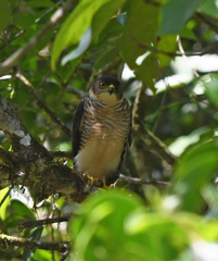 Microspizias collaris