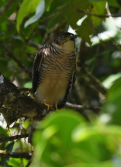 Microspizias collaris