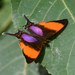 Pansy Daggerwing - Photo (c) Josh Vandermeulen, some rights reserved (CC BY-NC-ND), uploaded by Josh Vandermeulen