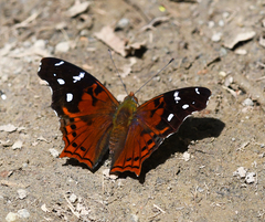 Hypanartia kefersteini