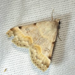 Hemeroplanis incusalis