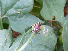 Sternuchopsis karelinii
