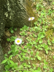 Erigeron pulchellus