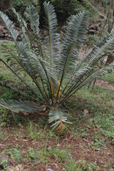 Encephalartos