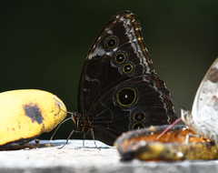 Morpho helenor macrophthalmus