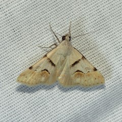 Hemeroplanis incusalis