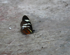 Heliconius cydno