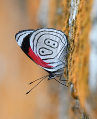 Diaethria anna