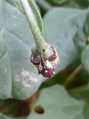 Sternuchopsis karelinii