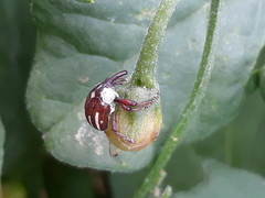 Sternuchopsis karelinii
