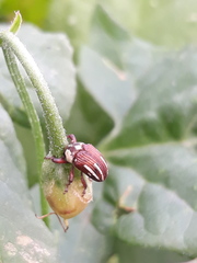 Sternuchopsis karelinii