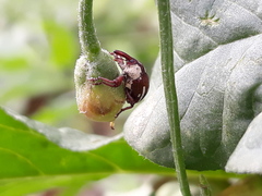 Sternuchopsis karelinii