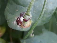 Sternuchopsis karelinii