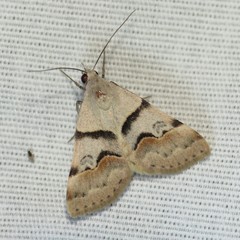 Hemeroplanis incusalis