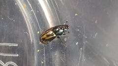 Chilothorax