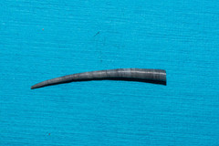Dentaliidae