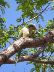 Myiopsitta monachus