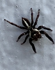 Evarcha denticulata