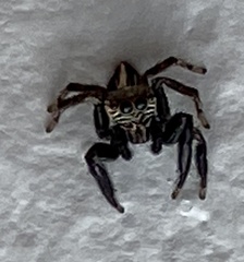 Evarcha denticulata