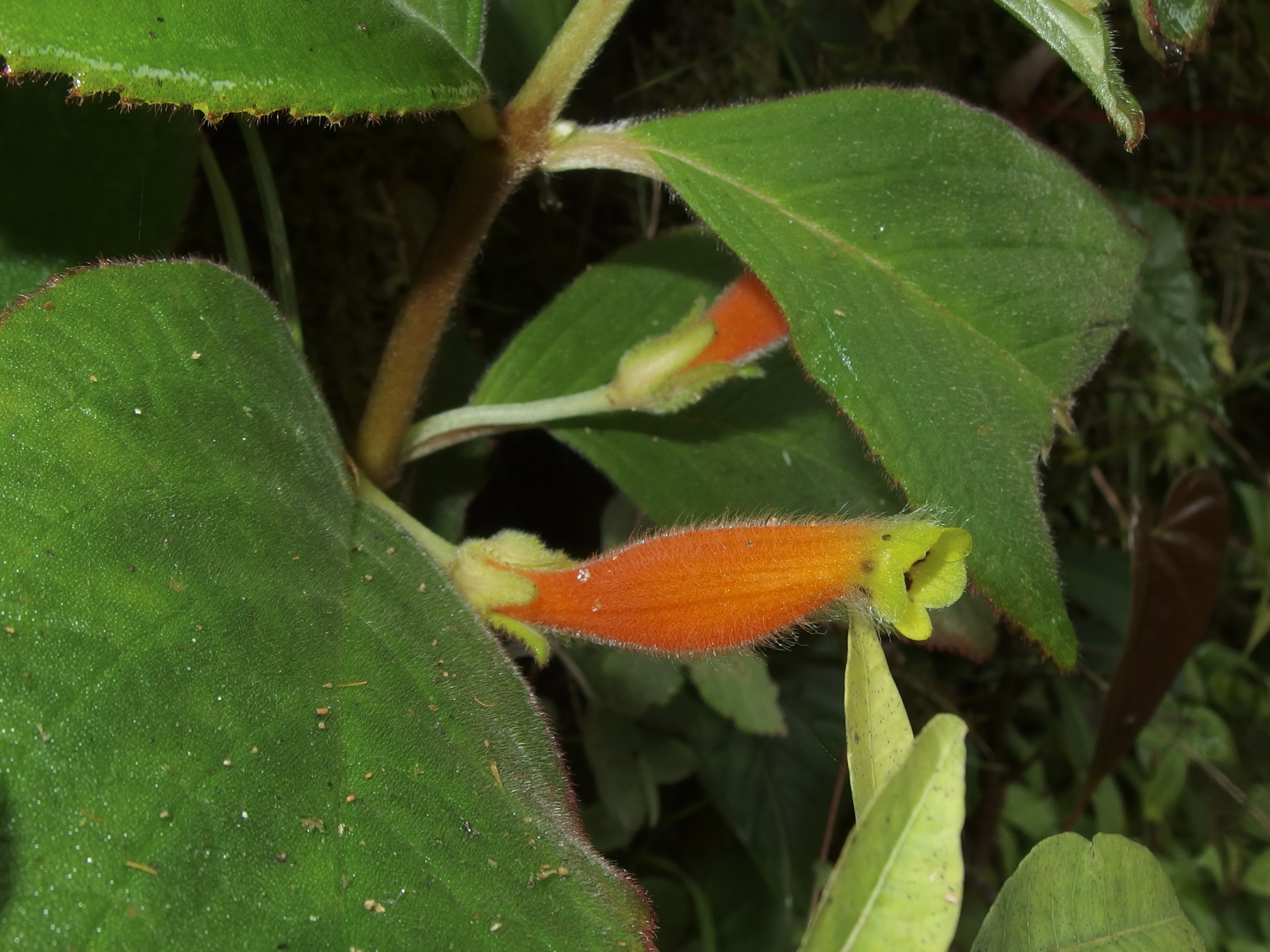Columnea poortmannii image
