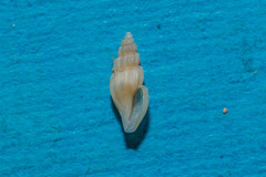 Mangeliidae