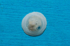 Calyptraea chinensis